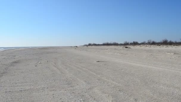 Joggen Strand Run Auf Einen Strand — Stockvideo