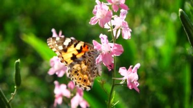 Kelebek ve çiçekler. Yavaş çekim.