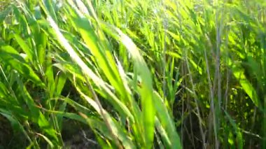 Rüzgâr bastonları. Yavaş çekim.