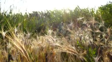 Rüzgâr bastonları. Yavaş çekim.