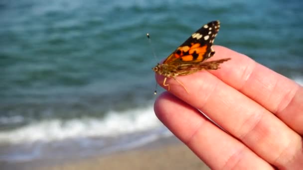 Farfalla Sulle Dita Delle Mani Sullo Sfondo Del Mare — Video Stock