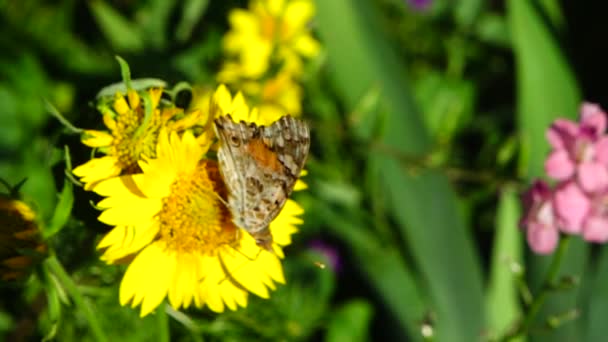 Vlinder Bloemen Langzame Beweging — Stockvideo