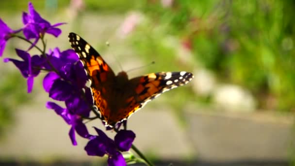 Motýl Květiny Zpomalený Pohyb — Stock video