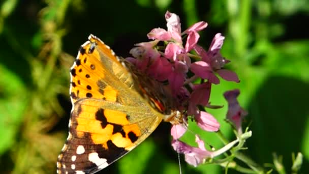 Vlinder Bloemen Langzame Beweging — Stockvideo