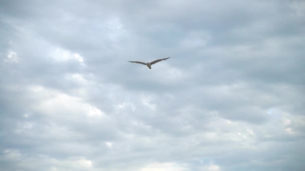 Flug Einer Möwe Himmel Über Dem Meer Zeitlupe — Stockvideo