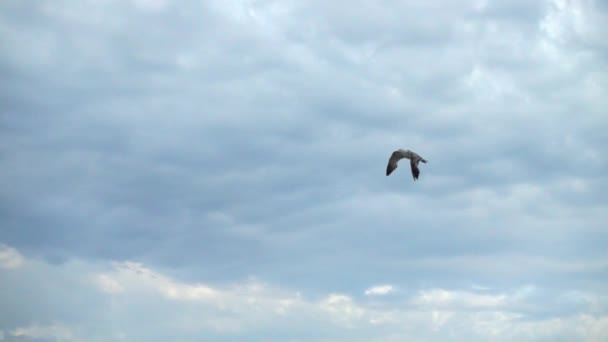 Політ Чайки Небі Над Морем Повільний Рух — стокове відео