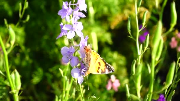 Vlinder Bloemen Langzame Beweging — Stockvideo