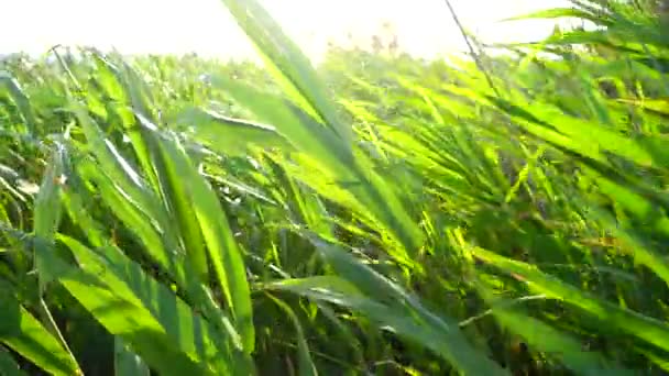 Bastones Viento Movimiento Lento — Vídeos de Stock