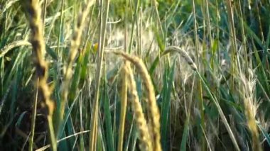 Rüzgâr bastonları. Yavaş çekim.