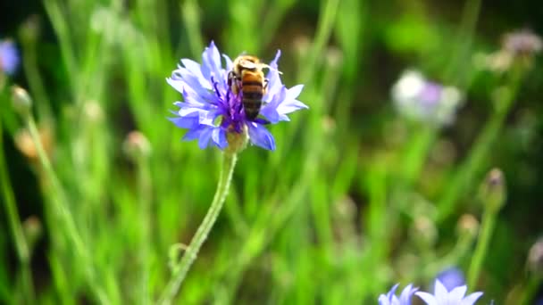 Pszczoła Kwiat Zwolniony Ruch — Wideo stockowe