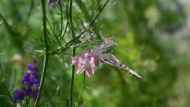 Vlinder Bloemen Schieten Zomer — Stockvideo