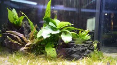 Akvaryumda balıklar. İspanya 'da çekim.