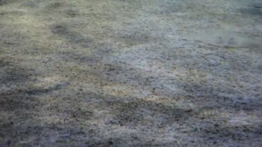 Ülke İspanya - Barselona Akvaryumu