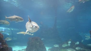 Ülke İspanya - Barselona Akvaryumu