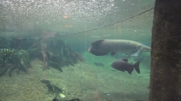 Los Peces Acuario Tiro España — Vídeos de Stock