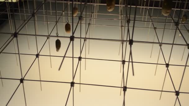 Cosmocaixa Barcelona Museo Ciencias Situado Barcelona España Anteriormente Conocido Como — Vídeo de stock