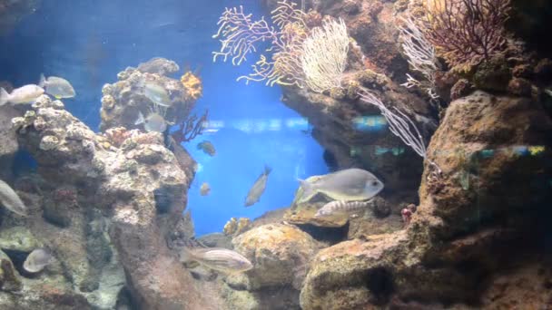Země Španělsko Barcelona Aquarium — Stock video