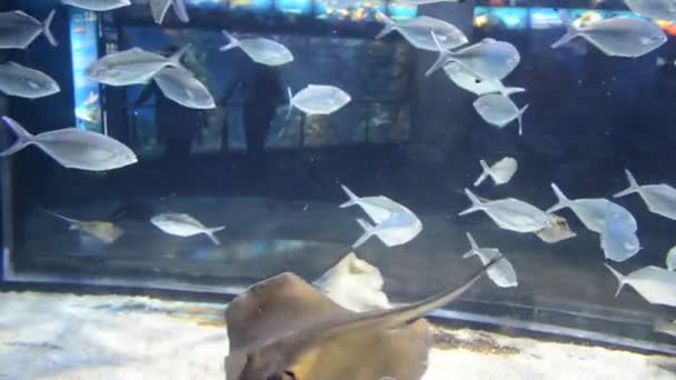 Land Spanje Aquarium Van Barcelona — Stockvideo