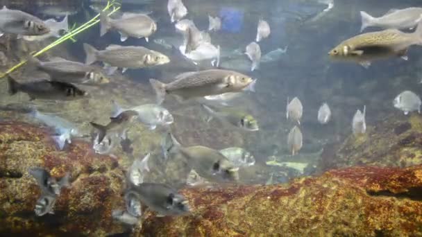 西班牙 巴塞罗那水族馆 — 图库视频影像
