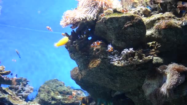 Země Španělsko Barcelona Aquarium — Stock video