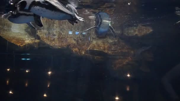 Χώρα Ισπανία Barcelona Aquarium — Αρχείο Βίντεο