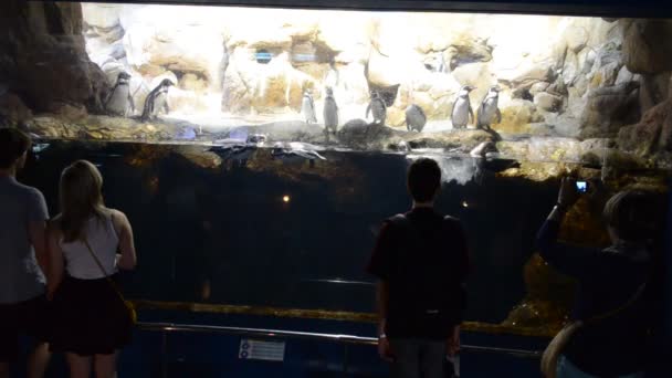 西班牙 巴塞罗那水族馆 — 图库视频影像