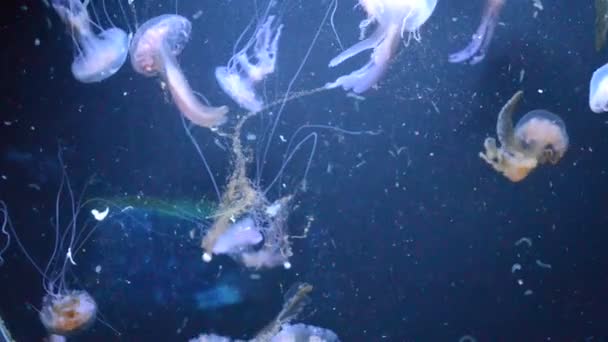 Ikan Jellyfish Bawah Air Barcelona — Stok Video