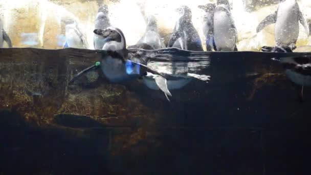 Страна Испания Barcelona Aquarium — стоковое видео
