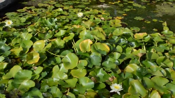 Seerose Auf Dem Kleinen See — Stockvideo