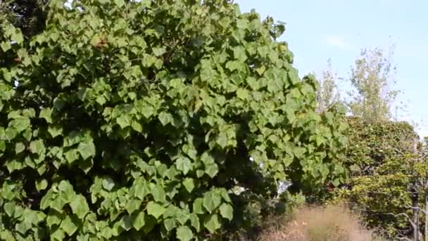 Montjuic. Barcelone. Tournage en Espagne .