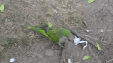 Barselona, İspanya 'da papağan ve güvercinler