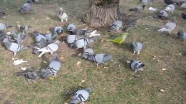 Barselona, İspanya 'da papağan ve güvercinler