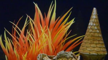 Bir sürü Malawi Cichlids Gölü (Cichlidae) bir tankta yüzer..