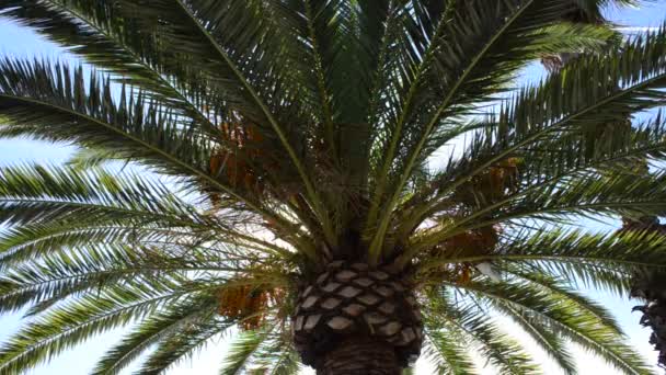 Palmera Cielo Tiro Verano — Vídeo de stock