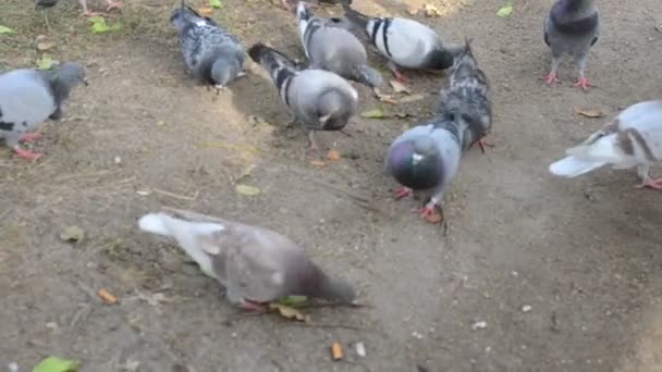 Parrot Pigeons Barcelona Spain — Stock Video