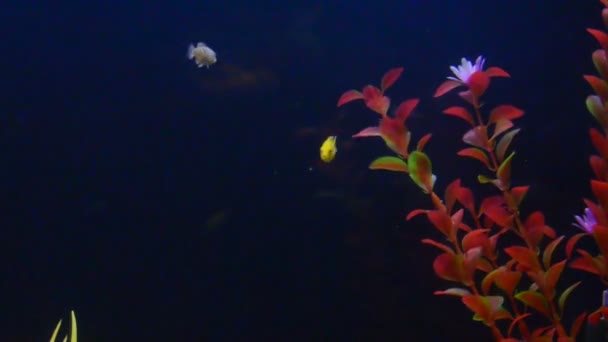 许多马拉威奇利德湖 Cichlidae 在一个水箱里游泳 — 图库视频影像