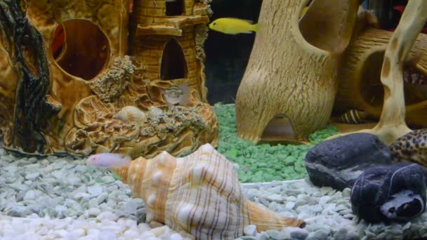 Lotes Lago Malawi Cichlids Cichlidae Nadando Tanque — Vídeo de Stock