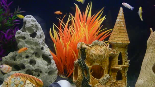 许多马拉威奇利德湖 Cichlidae 在一个水箱里游泳 — 图库视频影像