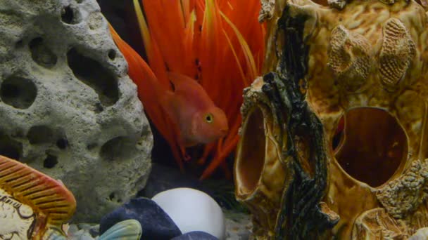 Lots Lake Malawi Cichlids Cichlidae Swimming Tank — Stock Video