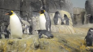 New York Merkez Parkı