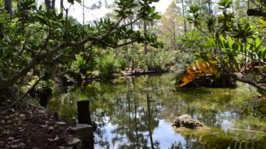 Japon bahçesindeki göl. Bahçedeki doğa..
