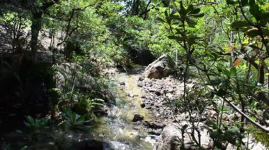 Bahçede bir akarsu, doğa. Bahçedeki doğa..