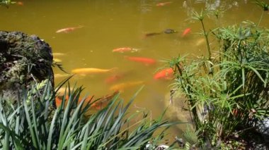 Koi sazan balığı Japon yüzme (Cyprinus carpio).