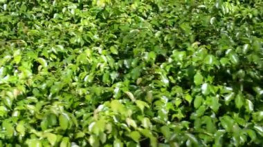 Bush gidiyor. Japon bahçesi.