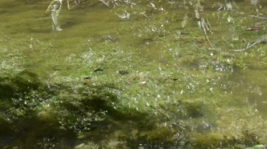Su altyapısı. Bahçedeki doğa..