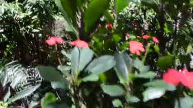 Flowers, orkestra şefliğinde çekim. Bahçedeki doğa..