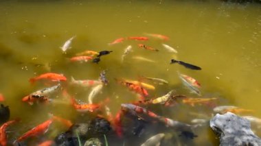 Koi sazan balığı Japon yüzme (Cyprinus carpio).