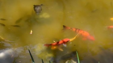 Koi sazan balığı Japon yüzme (Cyprinus carpio).