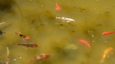 Koi sazan balığı Japon yüzme (Cyprinus carpio).
