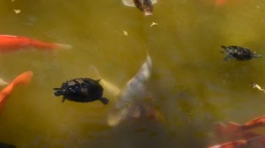 Koi sazan balığı Japon yüzme (Cyprinus carpio).